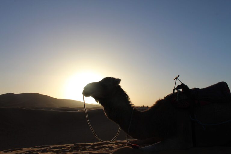 Camel ride and dinner show